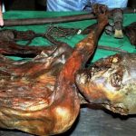 An undated handout file photo shows "Otzi", Italy's prehistoric iceman. Scientists examining the remains of "Otzi," Italy's prehistoric iceman who roamed the Alps some 5,300 years ago, said on May 2, 2012 they have isolated what are believed to be the oldest traces of human blood ever found. REUTERS/Handout/Files.