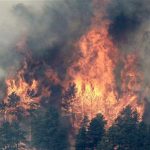 Trees are engulfed in flames in Colorado's High Park Fire, about 15 miles (24 km) northwest of Fort Collins June 11, 2012. The fire was estimated to be at 37,000 acres, according to the county sheriff on Monday. REUTERS/Rick Wilking
