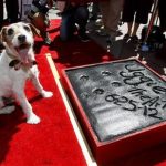 The dog Uggie, featured in the film "The Artist", is pictured after leaving his paw prints in cement in the forecourt of the Grauman's Chinese theatre in Hollywood, California June 25, 2012. REUTERS/Mario Anzuoni