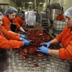 Workers put sun-dried tomatoes in glass jars at the Gaea food company in the central Greek town of Agrinio, some 280km (174 miles) southwest of Athens February 28, 2012. REUTERS/Yorgos Karahalis