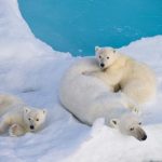 Polar bears ancient and in decline