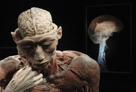 A plastinated human body exhibit is seen during a media viewing for the exhibition "The Human Body" in Ostend in a June 15, 2012 file photo. A series of recent studies has established that psychopathic rapists and murderers have distinct brain structures that show up when their heads are scanned using MRI. Photograph taken June 15, 2012. REUTERS/Francois Lenoir