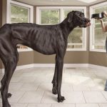 Kids think he's a horse! Meet Zeus the Great Dane – officially the world’s tallest dog