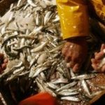 Call to freeze fishing in Europe to replenish stocks