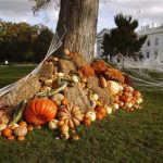 A autumn display of pumpkins and gourds adorns the White House lawn on Halloween October 31, 2011. REUTERS/Kevin Lamarque