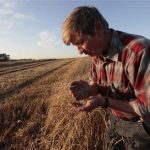 An employee inspects wheat in a field of the "Svetlolobovskoye" farm outside the village of Svetlolobovo, some 390 km south of Russia's Siberian city of Krasnoyarsk, September 3, 2012. REUTERS/Ilya Naymushin