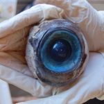 Marine-experts-think-a-huge-eyeball-that-washed-up-on-a-beach-in-Florida-came-from-a-particularly-large-swordfish