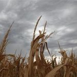 A damaged corn crop in Harvey County, in central Kansas August 7, 2012. REUTERS/Jeff Tuttle