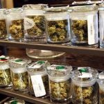 Several varieties of marijuana buds are displayed for sale at a medical marijuana center in Denver in this April 2, 2012 file photo. REUTERS/Rick Wilking/Files
