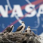 A family of Osprey are seen outside the NASA Kennedy Space Center Vehicle Assembly Building (VAB) in Cape Canaveral, Florida on Thursday May 13, 2010. REUTERS/Bill Ingalls/NASA/Handout