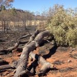 Australia ghost gum trees in Alice Springs 'arson attack'