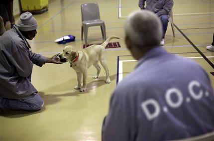 James Harrison In this Dec. 18, 2012 photo, Nero, a veteran assistance dog in training, takes a ball from inmate James Harrison during a training session at Western Correctional Institution in Cresaptown, Md. Nero is one of three dogs assigned since September to inmates at the maximum-security prison for basic training as service dogs for disabled military veterans. The inmates, who are also veterans, are among the state's first prisoners to join a national trend of training service dogs in correctional institutions. Professional trainers say prison-raised dogs tend to graduate sooner and at higher rates than those raised traditionally in foster homes because puppies respond well to the consistency and rigid schedules of prison life. (AP Photo/Patrick Semansky)