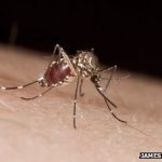 Mosquitoes ignore repellent Deet after first exposure