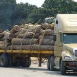 China 'smuggles' Mozambique timber