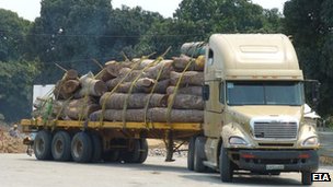 China 'smuggles' Mozambique timber