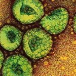 Second UK case of 'Sars-like' coronavirus identified