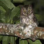 This undated photo taken by independent researcher Philippe Verbelen and released by online scientific journal PLOS ONE, shows a Rinjani Scops owl perching on a tree on Lombok island, Indonesia. The new species of owl believed to be found nowhere else in the world was discovered by accident on the Indonesian island when researchers in search of another bird noticed its distinct song. (AP Photo/PLOS ONE, Philippe Verbelen) NO SALES