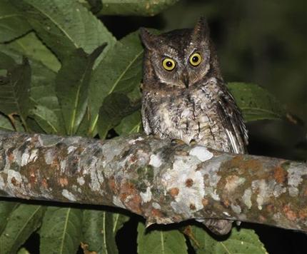 This undated photo taken by independent researcher Philippe Verbelen and released by online scientific journal PLOS ONE,  shows a Rinjani Scops owl perching on a tree on Lombok island, Indonesia. The new species of owl believed to be found nowhere else in the world was discovered by accident on the Indonesian island when researchers in search of another bird noticed its distinct song. (AP Photo/PLOS ONE, Philippe Verbelen) NO SALES