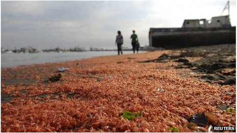 Wave of prawn deaths baffles Chile city of Coronel