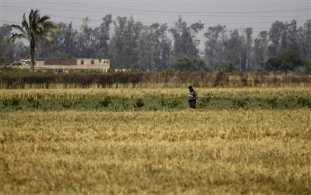 A man walks through a field of wheat in Toukh, El-Kalubia governorate, about 25 km (16 miles) northeast of Cairo, April 12, 2013. REUTERS/Amr Abdallah Dalsh