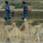 US rice imports 'contain harmful levels of lead'