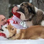 In this March 24, 2013 photo, distributed by RIA Novosti Agency on Wednesday, April 10, 2013, Russian President Vladimir Putin poses for the camera as he plays with his dogs Yume, an Akito-Inu, front, and Buffy, a Bulgarian Shepherd in an undisclosed location of Moscow region.(AP Photo/RIA Novosti, Alexei Druzhinin, Presidential Press Service)