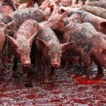 Piglets and pig's blood are seen during a demonstration against lawmakers' salary demands outside parliament buildings in the capital Nairobi, May 14, 2013. REUTERS/Thomas Mukoya