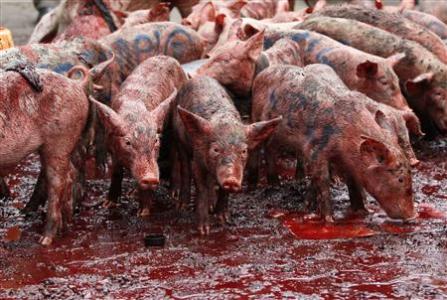 Piglets and pig's blood are seen during a demonstration against lawmakers' salary demands outside parliament buildings in the capital Nairobi, May 14, 2013. REUTERS/Thomas Mukoya