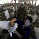 A man holds a pigeon at a pigeon farm, which according to the owner has not been affected by the H7N9 bird flu strain, in Quzhou, Zhejiang province, May 6, 2013. REUTERS/Stringer