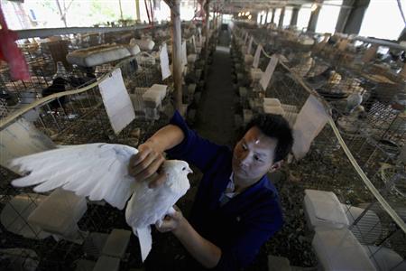 A man holds a pigeon at a pigeon farm, which according to the owner has not been affected by the H7N9 bird flu strain, in Quzhou, Zhejiang province, May 6, 2013. REUTERS/Stringer