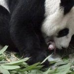In this photo taken Saturday, July 6, 2013 released by the Taipei Zoo, a female giant panda named Yuan Yuan one of a pair presented by China four years ago to mark warming ties with Taiwan, is seen giving birth to a female cub at the Taipei Zoo, in Taiwan. Zoo officials said 9-year-old Yuan Yuan delivered the cub Saturday night, following artificial insemination given in March. (AP Photo/Taipei Zoo)