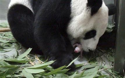 In this photo taken Saturday, July 6, 2013 released by the Taipei Zoo, a female giant panda named Yuan Yuan one of a pair presented by China four years ago to mark warming ties with Taiwan, is seen giving birth to a female cub at the Taipei Zoo, in Taiwan. Zoo officials said 9-year-old Yuan Yuan delivered the cub Saturday night, following artificial insemination given in March. (AP Photo/Taipei Zoo)