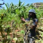Jamaica