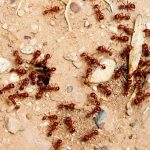 Gay insects are having sex by accident