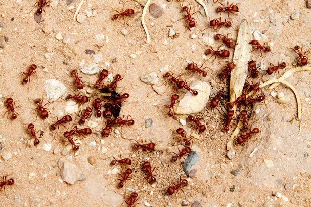 Gay insects are having sex by accident
