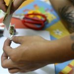 a man rolls a joint with Canadian-grown marijuana