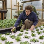 Chester County Food Bank agricultural director Bill Shick examines young lettuce plants growing in a hydroponic bed in a greenhouse in suburban Philadelphia