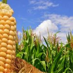 New breed of GM corn