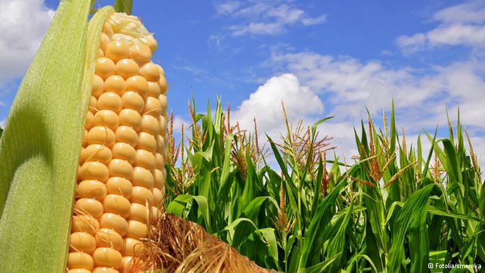 New breed of GM corn