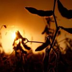 Pesticide illness