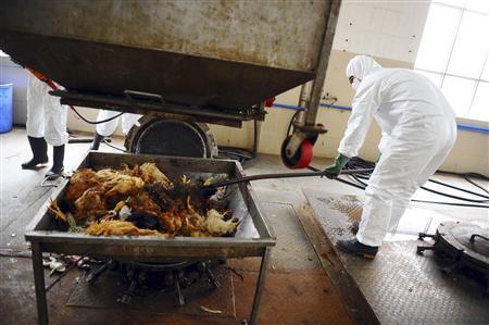 Employees dispose uninfected dead birds at a treatment plant as part of preventive measures against the H7N9 bird flu in Guangzhou