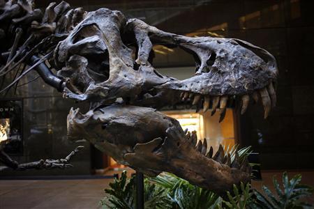 Skeleton of a Nanotyrannus lancensis is displayed at Bonhams auction house in New York