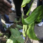 People crowd to pick their choice of qat sticks at an open air wholesale market in Kenya's capital Nairobi