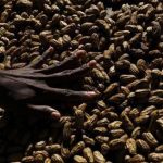 A woman arranges peanuts at the main markets in Honiara