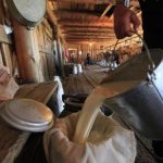 An employee pours milk as cows are milked in the background at the Antsiferovskoye Farm in the village of Antsiferovo