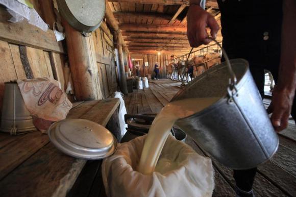 An employee pours milk as cows are milked in the background at the Antsiferovskoye Farm in the village of Antsiferovo
