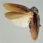 Periplaneta japonica