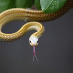 The Ghanaian man didn't need any help relieving himself when a snake bit his manhood on the toilet (Reuters)