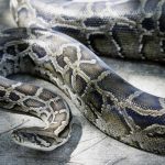 Big stuff: Python - Getty