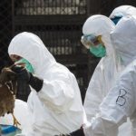 A health worker removes a dead chicken